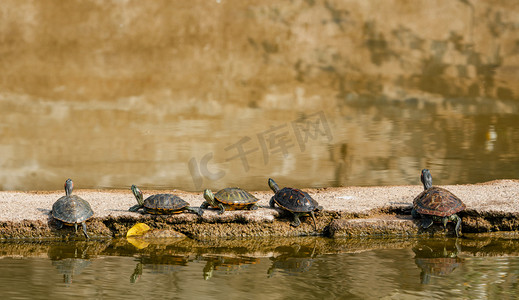 保护湿地摄影照片_湿地自然动物乌龟野生摄影图配图