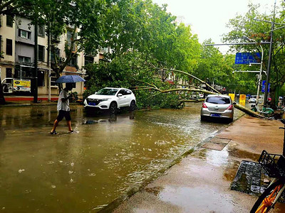 台风摄影照片_郑州暴雨树砸到汽车摄影图配图