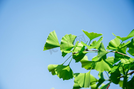 树叶植物树枝摄影照片_树叶夏季树木树叶户外蓝天摄影图配图