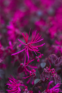 长沙湘江傍晚红花檵木紫色树叶植物摄影图配图