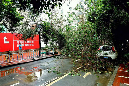 台风摄影照片_暴雨后路边倒的树损坏的街道恢复生产摄影图配图