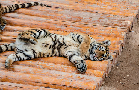 自然动物老虎幼仔猫科动物摄影图配图