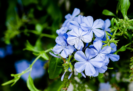 花花卉摄影照片_绿植植物花卉鲜花自然摄影图配图