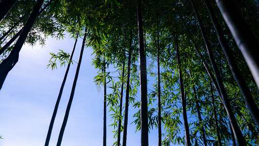 几片竹叶摄影照片_竹园小暑清晨竹子竹林茂盛摄影图配图