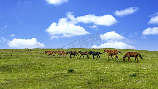 高山牧场上午马匹夏季素材摄影图配图