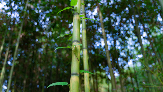竹叶植物摄影照片_竹子小暑藤蔓竹林绕竹摄影图配图