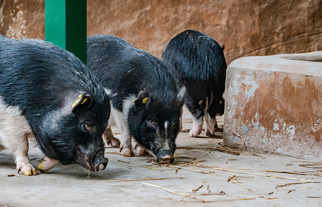 活猪摄影照片_动物香猪小猪自然家畜摄影图配图
