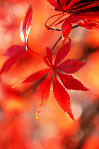 长沙早晨红枫枫叶树叶摄影图配图