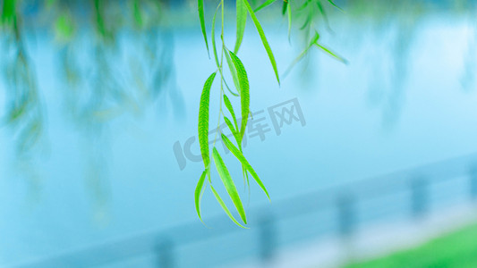 水面上的柳枝夏天柳叶河边绿色摄影图配图