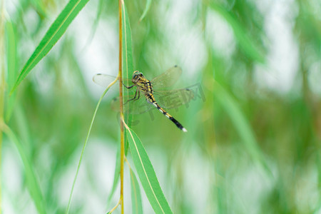 柳枝上的蜻蜓盛夏蜻蜓柳树上停留摄影图配图