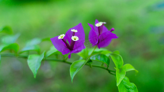 花开放摄影照片_紫色叶子花盛开盛夏叶子花野外开放摄影图配图