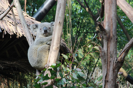 澳大利亚考拉摄影照片_动物园白天考拉树上发呆摄影图配图