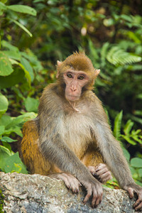 趴着的猴子摄影照片_野生动物白天猴子室外休息摄影图配图