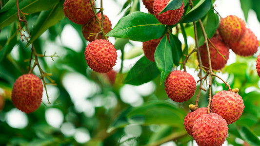 夏季特惠字体摄影照片_荔枝树夏季中午荔枝荔枝林静止摄影图配图