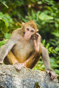 日耳曼语族下的语言之一摄影照片_动物白天猴子野外抓耳摄影图配图