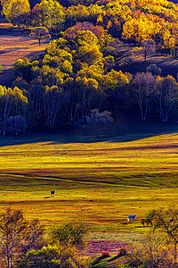 内蒙古秋天摄影照片_旅行早上马匹草场摇动摄影图配图