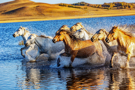 休闲清晨马匹水边奔跑摄影图配图