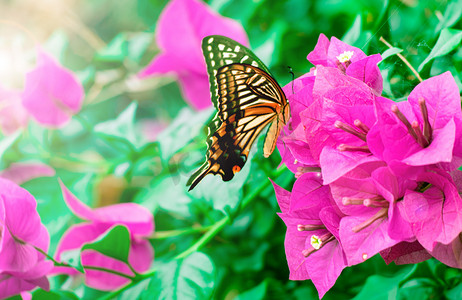 花丛中的蝴蝶夏季中午蝴蝶花丛飞舞摄影图配图