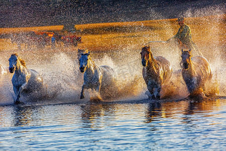 风景骏马摄影照片_游玩清晨马匹水边流动摄影图配图
