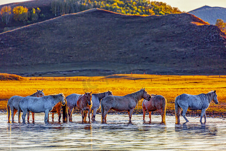 风景骏马摄影照片_游玩早晨马匹水边流动摄影图配图