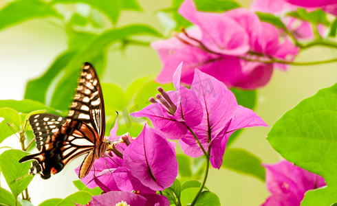 飞舞的蝴蝶夏季中午蝴蝶花丛飞舞摄影图配图