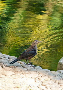 保护湿地摄影照片_湖边湿地自然动物鸟类摄影图配图
