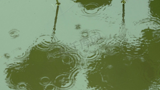 下雨天雨滴滴落湖面泛起波纹实拍