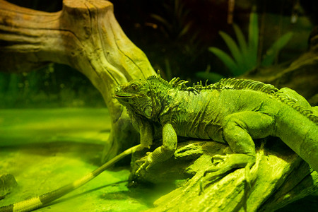 绿色养生名片摄影照片_动物白天蜥蜴展览室爬行摄影图配图