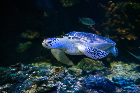 动物帽子卡纸摄影照片_海洋动物夜晚一只海龟水族馆游动摄影图配图