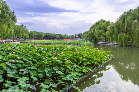 北京地标荷花池北海公园旅游摄影图配图