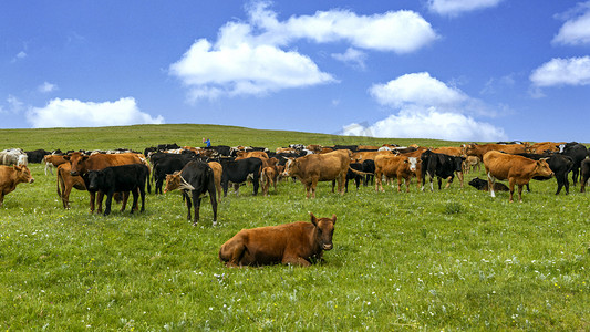 草原旅游摄影照片_草原牛群上午牛群夏季素材摄影图配图