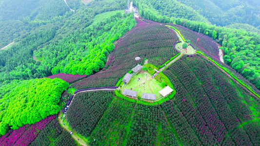 洪江市摄影照片_航拍洪江水源山花海紫薇自然风景大山高山