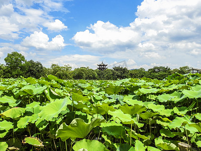 西瓜夏天插画手绘摄影照片_西溪湿地荷花夏至夏天植物蓝天自然风光摄影图摄影图配图