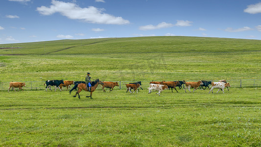放牧牛群上午牛群夏季素材摄影图配图