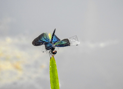 蜻蜓爱植物夏天昆虫苇时上的蜻蜓摄影图摄影图配图