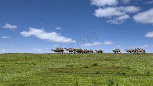 草原骆驼上午草原夏季素材摄影图配图