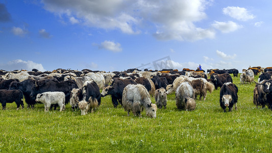 草原牦牛植被上午牦牛夏季素材摄影图配图