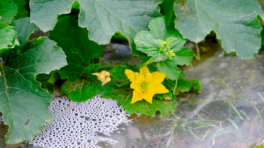 田地里种植的香瓜苗瓜藤