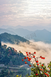 秋天旅游清晨柿子山区漂动摄影图配图