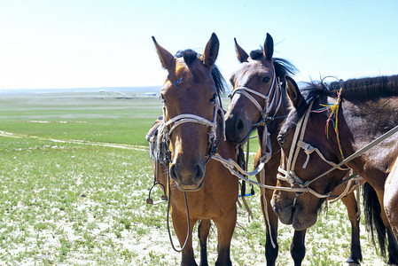两匹马上午马匹夏季素材摄影图配图