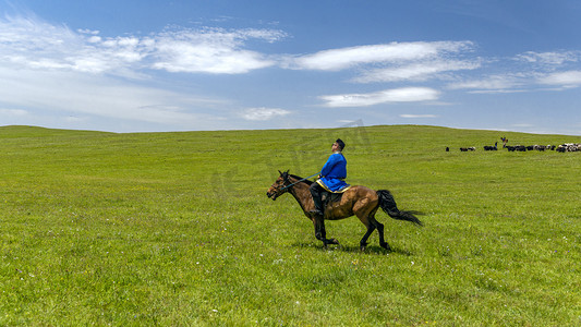 草原赛马摄影照片_夏季草原上午马匹夏季素材摄影图配图