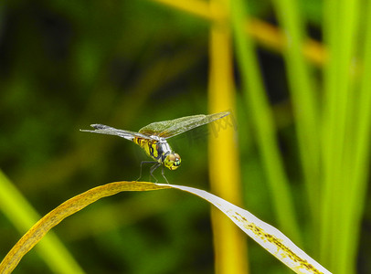叶片上的蜻蜓夏天蜻蜓植物室外摄影图摄影图配图