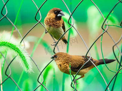 野外的文鸟夏天禾雀铁丝网上吃狗尾草籽摄影图配图