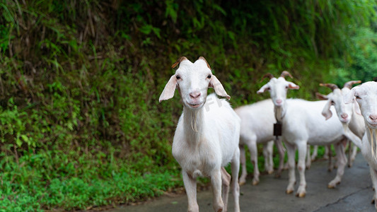 乡村logo摄影照片_村道上的山羊夏天羊群乡村家畜摄影图配图
