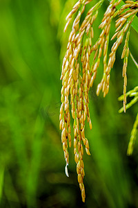 卸载稻谷摄影照片_白天户外丰收的稻谷在夏天生长成熟摄影图配图