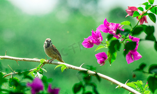 小鸟与鲜花夏季清晨小鸟花枝站立摄影图配图