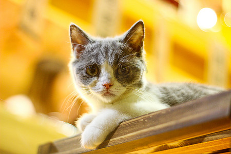 长沙夜晚猫特写宠物摄影图配图