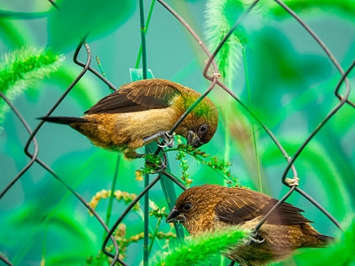 动物和谐摄影照片_吃草的文鸟夏天两只鸟乡村吃狗尾草籽摄影图配图