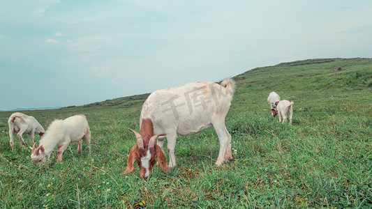 晴空万里摄影照片_山羊中午动物草海吃草摄影图配图