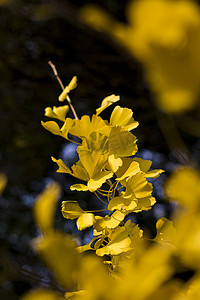 长沙早晨银杏叶黄色叶子自然生态摄影图配图